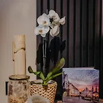 Urban * Timisoara